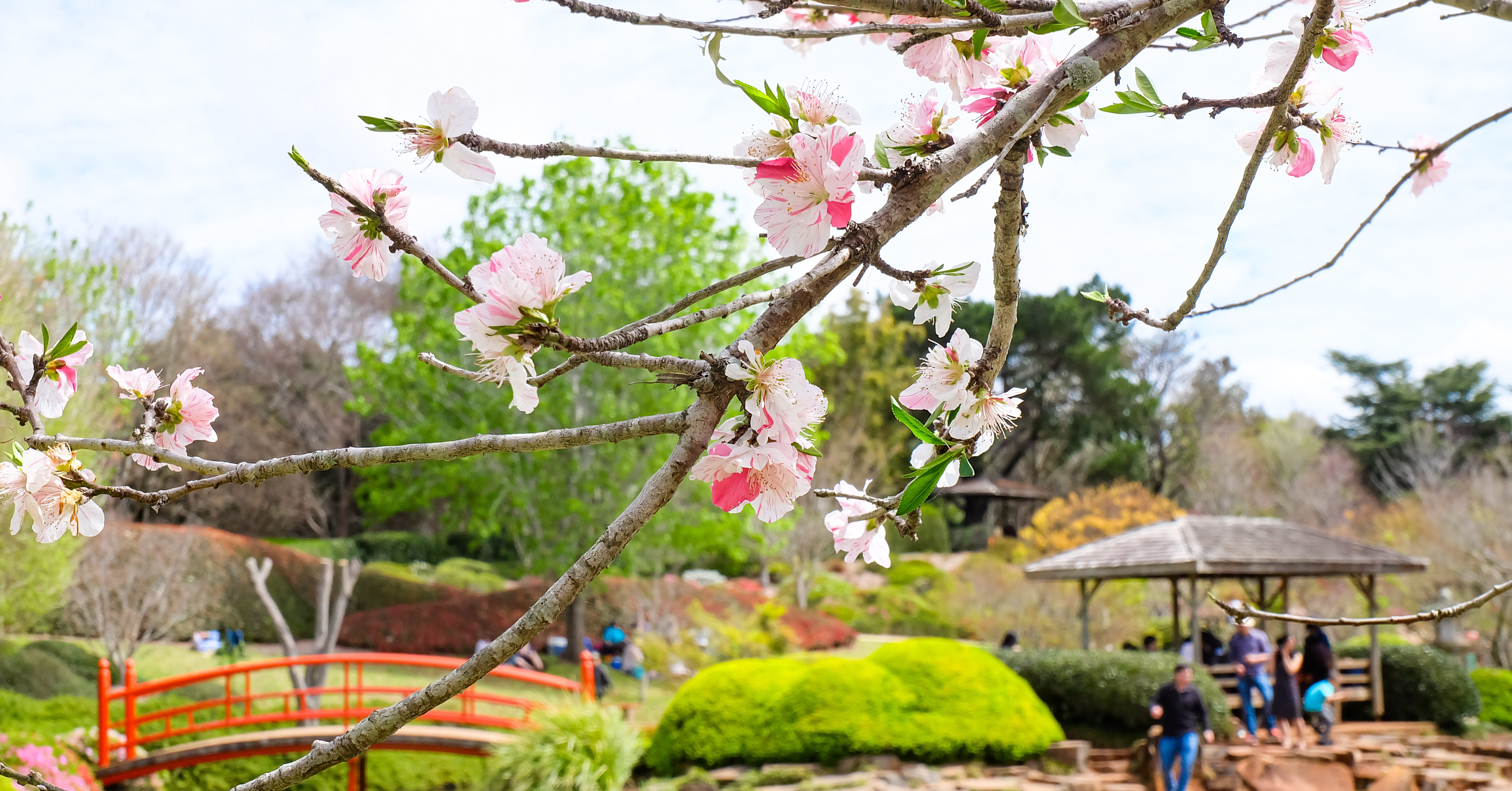 Blooms & Beauty: Explore Toowoomba’s Gardens in a Half-Day | Premier ...